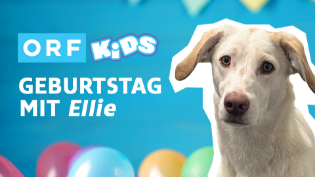 Großaufnahme der weiße Redaktionshündin "Ellie" vor einem bunten Hintergrund