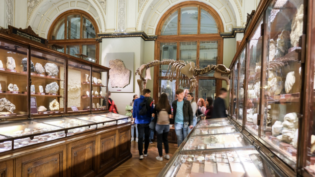 Ein Saal mit Dinosaurier Skelette im Naturhistorischen Museum